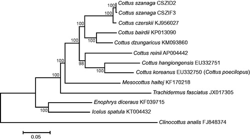 Figure 1. Maximum likelihood tree for the Amur sculpin Cottus szanaga specimens CSZID2 and CSZIF3, and GenBank representatives of the family Cottidae. The tree is constructed using whole mitogenome sequences and is based on the General Time Reversible + gamma + invariant sites (GTR + G + I) model of nucleotide substitution. The numbers at the nodes are bootstrap percent probability values based on 1000 replications. The GenBank species name for the accession number EU332750 is in parentheses.