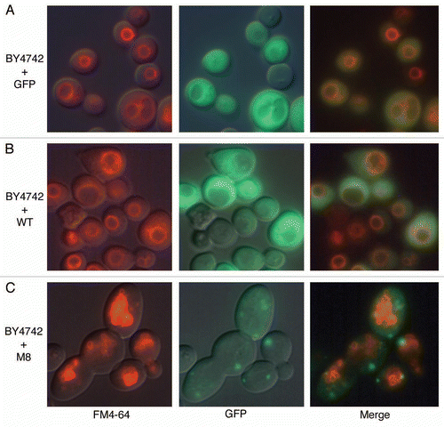 Figure 3 Vacuolar morphology observation by microscopy. Exponentially growing cultures of BY4742 cells expressing GFP, WT or M8 were incubated for 15 min on ice with the fluorescent marker FM 4–64 (20 µM). Then, the cells were washed twice and were incubated for 45 min at 30°C. Cells were mounted in medium and observed with a DMRB microscope with a 100X HCX PL fluotar objective.