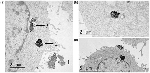 Figure 5. (a) Transmission electron microscopy (TEM) images of HeLa cells incubated for 4 h with 50 µg mL−1 of CPT@MSN-hyd-PEG-hyd-DOX (b) a cluster of nanoparticles that have escaped from the endosome (c) internalization of the nanoparticles.