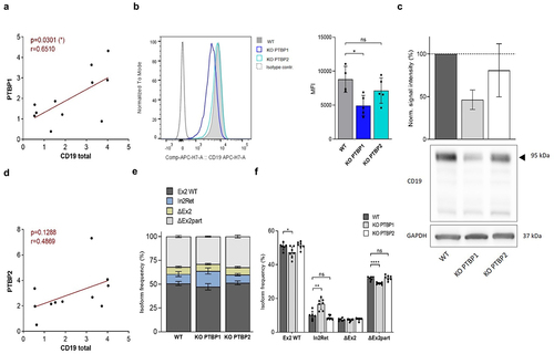 Figure 3. PTBP1 regulates CD19 protein expression by modulating alternative splicing of intron 2(a) Correlation analysis of CD19 and PTBP1 mRNA expression levels in sorted blasts of patients at initial diagnosis (n = 11). (b) Flow cytometric analysis of CD19 surface expression in WT (non-targeting control), PTBP1 KO and PTBP2 KO cells 72 h after nucleofection. Histograms are shown normalized to mode, mean fluorescent intensities were used for quantification (n = 4 independent experiments). (c) Western blot for CD19 and quantification shown as signal intensity relative to WT cells (100%) (n = 4 independent experiments). GAPDH served as loading control. (d) Correlation analysis of CD19 and PTBP2 mRNA expression in blasts of patients at diagnosis (n = 11). (e, f) qRT-PCR analysis of Ex2WT, In2Ret, ΔEx2 and ΔEx2part in WT, PTBP1 as well as PTBP2 KO cells. Normalized expression values were calculated as percentage of all Ex2-related CD19 isoforms (n = 7 independent experiments). Data is shown as stacked graph (e) and bar graph for better visualization of statistical differences (f) (*, p < .05; **, p < .01; ***, p < .001). Simple linear regression and fit lines for correlation analysis were calculated using GraphPad Prism software.