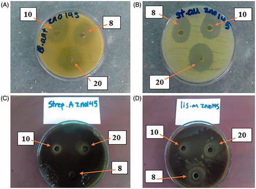 Figure 5. The best results of inhibition zone of antibacterial with the best concentration (20 µg/ml) of ZnO nanofluid (between 8 and 10 µg/ml concentrations) by well method with inhibition zone in the pictures: (A) B. anthracis (35 mm), (B) S. aureus (25 mm), (C) S. pyogenes (50 mm) and (D) L. monocytogenes (30 mm). All test results were compared with those of GM and NA controls.
