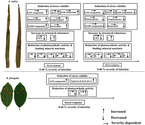 Figure 2. A generalized model of P. coronata infection severity-dependent responses of photosynthetic traits and stress volatile emissions in the primary host A. sativa and alternate host R. frangula. This model shows that the rate of photosynthesis (A) in the primary host is reduced due to stomatal limitations (decreases in stomatal conductance, gs, and intercellular concentrations of CO2, Ci). Reductions in photosynthetic activity are escalated by fungal absorption of limiting mineral nutrients and loss of photosynthetic biomass, indicated by decreases in leaf dry mass per unit area (LMA), due to fungal consumption of leaf biomass. Loss of photosynthetic function is accompanied by accumulation of carbon-rich secondary metabolites e.g. phenolics such as lignin in cell walls that enhances leaf mechanical robustness and reduces cell wall diffusion conductance for CO2. in the alternate host, decreases in photosynthesis are due to reductions in photosynthetic capacity. In the primary host, fungal-induced damages and hypersensitive responses trigger a burst of lipoxygenase (LOX) volatiles and the activation of defense signaling associated with jasmonic acid (JA) accumulation. This leads to the induction of emissions of stress volatiles including mono- and sesquiterpenes from chloroplastic and cytosolic terpene synthesis pathways and benzenoids from the shikimate pathway. Additionally, fungal-induced oxidative stress enhances the release of long-chained saturated fatty acid (FAD) derivatives and geranylgeranyl diphosphate (GGDP) pathway volatiles (carotenoid breakdown products). The emissions of volatiles increase with increasing severity of fungal infection, however, under severe infections, the induction of stress volatiles decreases due to substrate limitation that occurs as a result of inhibition of photosynthesis and cessations of physiological activities in necrotic leaf regions. In the resistant alternate host, due to low oxidative stress, LOX emissions are only elicited to a minor degree. Differently from the enhancement of terpene emissions in A. sativa, in R. frangula, constitutive emissions of isoprene are enhanced upon rust infection, differently from pathogen responses observed in other constitutive isoprene emitters.