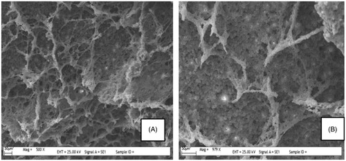 Figure 1. SEM images of (A) PHEMAPA (B) PHEMAPA-l-Phe cryogels.