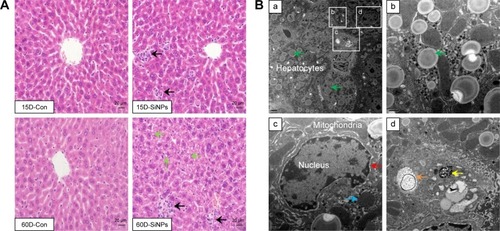 Figure 2 Histopathological and ultrastructural changes in mouse liver induced by SiNPs.Notes: (A) Histopathology revealed that SiNPs had induced granulomas (black arrows) in mouse liver at days 15 and 60, and mild steatosis in hepatocytes (green arrows) were observed at day 60. (B) Ultrastructural changes in mouse liver at day 60 observed by transmission electron microscopy. (a, b) Many round osmiophilic vacuoles of different sizes were distributed in hepatocytes (green arrows). Bar 2 µm (a). Bar 0.5 µm (b). Hepatocytes in SiNP-treated mice appeared with crescent-shaped nuclei with chromatin margination (red arrow) and condensation of mitochondria (blue arrow); bar 0.5 µm (c). (d) SiNPs (yellow arrows) were internalized into the perisinusoidal space, accompanied by some collagen fibers (orange arrows). Bar 0.5 µm.Abbreviations: SiNPs, silica nanoparticles; Con, control.