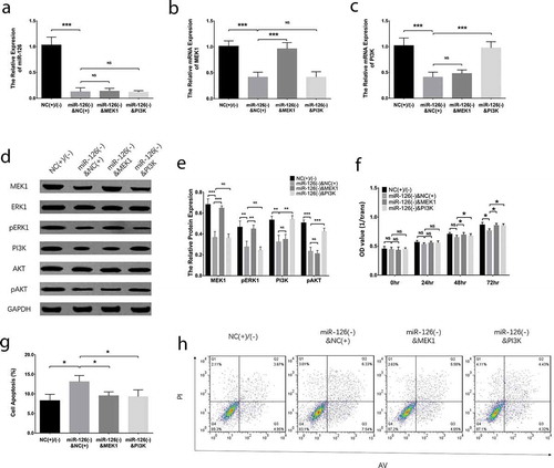 Figure 6. PI3 K and MEK1 reversed the effect of miR-126 on proliferation and apoptosis in BMSCs. The miR-126 expression (a), MEK1 mRNA expression (b), PI3 K mRNA expression (c), protein expressions of MEK1, ERK1, pERK1, PI3 K, AKT and pAKT (d), gray-scale quantification of the protein expression (e), cell proliferation (f) and cell apoptosis (g, h) in BMSCs. Each experiment was conducted in triplicate. Multiple comparison was determined by ANOVA test followed by Tukey’s multiple comparisons test. P value <0.05 was considered statistically significant. *P < 0.05, **P < 0.01. PI3 K, phosphatidylinositol 3-kinase; MEK1, mitogen-activated protein kinase kinase 1; miR-126, microRNA-126; BMSCs, bone marrow-derived mesenchymal stem cells; ERK1, extracellular signal-regulated kinase 1; AKT, protein kinase B; p-ERK1, phospho-ERK1; p-AKT, phospho-AKT; ANOVA, analysis of variance