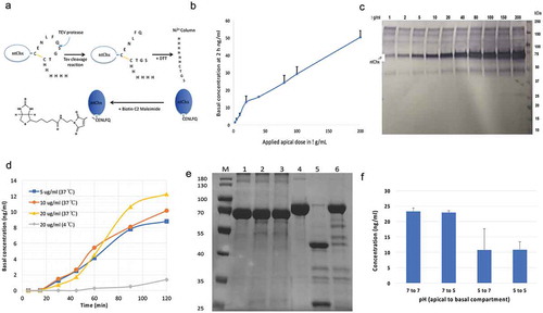 Figure 1. Nontoxic cholix (ntChx) can undergo apical to basal (A➔B) transport across human polarized intestinal epithelium in vitro. (a) A C-terminal disulfide constrained loop containing a tobacco etch virus (TEV) protease-specific sequence followed by a hexa-histidine sequence, introduced genetically at the C-terminus of ntChx, was used to generate properly folded ntChx with a single free sulfhydryl moiety that could be selectively conjugation to maleimide-biotin. (b) Amount of ntChx-biotin detected in basal compartment 2 h after apical application of 2.5−200 mg/mL (N = 3; mean ± SE). (c) Basal compartment contents 2 h after apical application of 2.5−200 mg/mL ntChx-biotin that were concentrated approximately 10-fold prior to Western blot analysis. (d) Basal quantities of ntChx-biotin over a time course of 2 h following apical application of 5–20 mg/mL at 37°C or 4°C. (e) Trypsin cleavage of ntChx in vitro. M = molecular weight standards; 1 = undigested bovine serum albumin (BSA); 2 = BSA digest at pH 6; 3 = BSA digest at pH 7.4; 4 = undigested ntChx; 5 = ntChx digest at pH 6; 6 = ntChx digest at pH7.4. (f) A➔B transport of 20 mg/mL ntChx-biotin after 120 min where the apical and basal compartment pH was initially at either 7 or pH 5 (N = 2; mean ± SE). Data shown in (b), (d), and (f) were collected using an ELISA that captured biotin-labeled ntChx with streptavidin and detected with anti-ntChx polyclonal antibody.