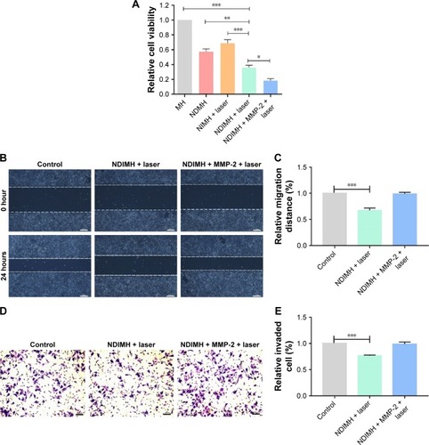 Figure 4 The functions of NDIMH in proliferation, motion, and invasion of SCC-15 tumor cells in vitro.Notes: (A) Effects of different formulations on SCC-15 cells viability at 48 hours (mean ± SD, n=6, *P<0.05, **P<0.01, ***P<0.001). (B) Effects of NDIMH + laser treated with/without MMP-2 on SCC-15 cells motion at 24 hours (scale bar: 100 µm). (C) The quantitative analysis of wound healing assay (mean ± SD, n=3, ***P<0.001). (D) Effects of NDIMH + laser treated with/without MMP-2 on the invasion of SCC-15 cells (scale bar: 100 µm). (E) The quantitative analysis of transwell assay (mean ± SD, n=3, ***P<0.001).Abbreviations: MH, MMP-responsive hydrogel; MMP, matrix metalloproteinase; NDIMH, nano doxorubicin-indocyanine green MMP-responsive hydrogel; NDMH, nano doxorubicin MMP-responsive hydrogel; NIMH, nano indocyanine green MMP-responsive hydrogel.