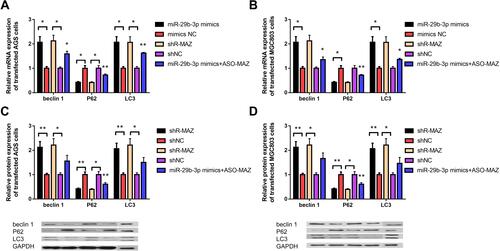 Figure 4 Expression levels of autophagy-related genes beclin 1, P62, and LC3 in transfected cells. (A) The mRNA expression level of autophagy-related genes in AGS cells transfected with the miR-29b-3p mimics and MAZ interference plasmid. (B) The mRNA expression level of autophagy-related genes in MGC cells transfected with the miR-29b-3p mimics and MAZ interference plasmid. (C) The protein expression level of autophagy-related genes in transfected AGS cells. (D) The protein expression level of autophagy-related genes in transfected MGC cells. *P < 0.05, **P < 0.01.