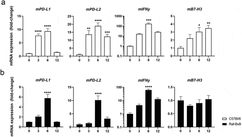 Figure 7. Infection with oncolytic IAV leads to transient upregulation of PD-L1 and PD-L2 but prolonged upregulation of B7-H3 in the lungs of C57Bl/6 and Raf-BxB mice