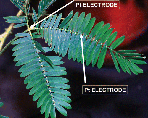 Figure 1 Location of electrodes in a pinna of Mimosa pudica.