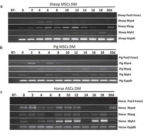 Figure 3. Pax3-Foxo1 fusion RNA is not detected in sheep, pig, or horse muscle differentiation systems. (a-c) Absence of Pax3–Foxo1 RNA during muscle differentiation in sheep bone marrow MSCs (a), pig bone marrow MSCs (b), and horse ASC cells (c). These cells were induced to differentiate along a skeletal muscle lineage. RNA was extracted from samples harvested every other day from day 2 to day 20. Pax3–Foxo1, MyoD, MyoG, Myh1, and Gapdh RNAs were assessed by RT-PCR.