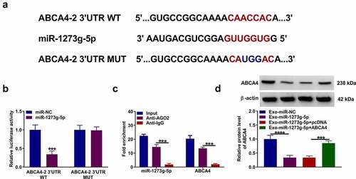 Figure 6. ABCA4 also could be targeted by miR-1273 g-5p. (a) The binding sites and mutant sites between ABCA4 3ʹUTR and miR-1273 g-5p were shown. Dual-luciferase reporter assay (b) and RIP assay (c) were used to confirm the interaction between ABCA4 and miR-1273 g-5p. (d) ARPE-19 cells were transfected with or without pcDNA or pcDNA ABCA4 overexpression vector and then treated with or without Exo-miR-1273 g-5p or Exo-miR-NC followed by treated with TGF-β2. WB analysis was used to measure the protein level of ABCA4. ***P < 0.001, ****P < 0.0001