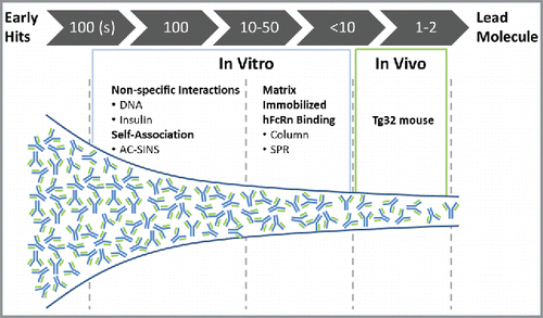 Figure 6. Screening paradigm for PK risk mitigation during mAb discovery and lead selection. High-throughput assays (DNA and insulin binding; AC-SINS) are implemented when hundreds of mAbs are available for screening. MAbs scoring below threshold in both categories would be accepted. Following additional screens including biological activity, expression, stability, etc., mAb panels of 10–50 would be screened by matrix-immobilized hFcRn binding interactions. MAbs with below-threshold scores in this category would be accepted and only those with 1/3 or 2/3 categories above threshold would require further characterization for de-risking PK.