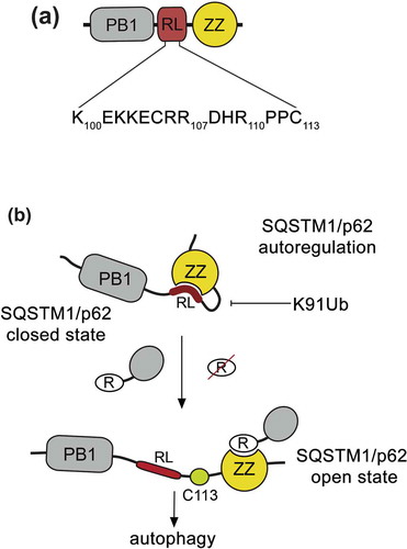 Figure 1. ZZ autoregulates SQSTM1/p62 function. (a) Schematic representation of the N-terminal region of SQSTM1/p62 containing the PB1 domain, RL, and the ZZ domain. (b) A model for potential SQSTM1/p62 autoregulation. The ZZ domain binds to the RL region, locking SQSTM1/p62 in a closed state. Upon binding of the ZZ domain to arginylated substrates but not arginine, the autoinhibition is released. Cys113 in RL, which is implicated in the formation of disulfide-linked conjugates, is shown. Future studies will be required to test this idea and to determine whether the SQSTM1/p62ZZ-RL interaction occurs in an intermolecular or intramolecular manner.