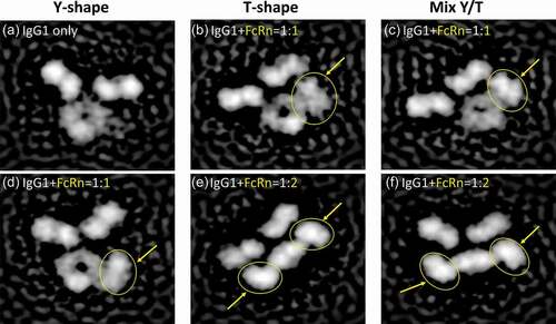 Figure 2. Visualization of IgG1-FcRn complex by negative stain electron microscopy. Six representative classifications of IgG1 and IgG1-FcRn complex are shown. FcRn is highlighted with yellow arrows/circles. (a) IgG1 alone in a canonical Y-shaped conformation. (b) IgG1 in a T-shaped conformation and binds to FcRn at 1:1 stoichiometry. (c) IgG1 in a Y/T mixed conformation and binds to FcRn at 1:1 stoichiometry. (d) IgG1 in a canonical Y-shaped conformation and binds to FcRn at 1:1 stoichiometry. (e) IgG1 in a T-shaped conformation and binds to FcRn at 1:2 stoichiometry. (f) IgG1 in a Y/T mixed conformation and binds to FcRn at 1:2 stoichiometry.
