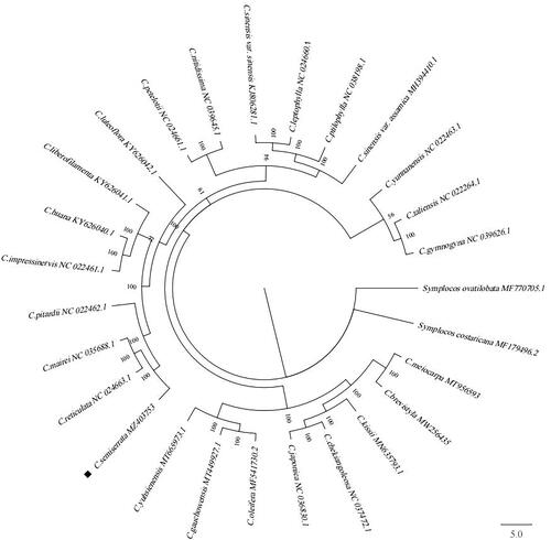 Figure 1. The Bayesian inference (BI) phylogenetic tree constructed based on the complete chloroplast genome sequences of 27 Camellia species. Number near the nodes represents the posterior probabilities.