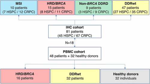 Figure 1. Overview of the IHC and PBMC cohorts. In this study, tumor samples of 81 prostate cancer patients were used for IHC. If available, multiple tumor samples per patients were analyzed, including tissue of the hormone-sensitive and castrate-resistant setting. For TCR sequencing, PBMCs of 48 patients were used. Patients were classified into four genomic subgroups as depicted in the figure. There were 15 HRD patients in the IHC cohort and 16 in the PBMC cohort.