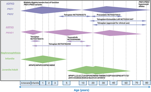Figure 1. Clinical phenotypes and molecular genetics of renal ciliopathies.Note:Variability in the age of onset of KF and the median age of onset of clinical symptoms are shown as extended diamond bars. ADPKD mostly presents in adulthood (30-40 years of age) although a small proportion of cases reported in early life (1-10 years of age) due to biallelic or digenic or severe loss of function PKD1/PKD2 variants. The age of presentation for ARPKD varies with approximately one third of patients presenting before 1 year of age, one third between 1 and 20 years of age and one third after 20 years with mutations in PKHD1 being the most common cause. In juvenile NPHP, KF develops at a median age of 13 years whereas in adult form, which is clinically and histologically similar to the juvenile NPHP, KF develops after 15-20 years of age. Infantile NPHP is rare with KF appearing during first year of life. The current clinical trials with name of the drug, ClinicalTrials.gov identifier number and the age range of patients the study is recruiting is shown for ADPKD and ARPKD. There are currently no clinical trials in progress for NPHP. (Created using BioRender.com).