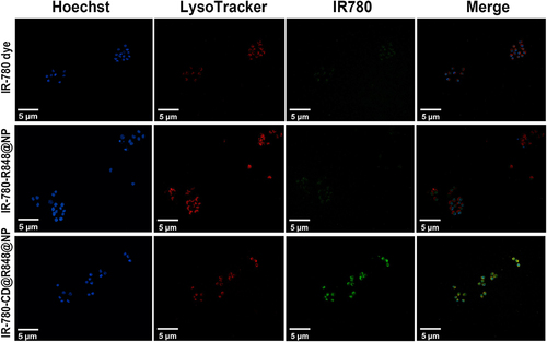 Figure 4 In vitro cellular uptake study: Cellular uptake of IR-780, IR-780-R848@NPs, IR-780-CD@R848@NPs, and RAW264.7 cells (stimulated with the M2-type macrophage activator IL-4 for 24 h before further treatment) for 6 h. CD@R848@NPs were labeled with LysoTracker Red DND-99 (red fluorescence) and IR-780 dye (green fluorescence). Nuclei (blue fluorescence) were stained with Hoechst 33,342. Scale bar = 5 μM.