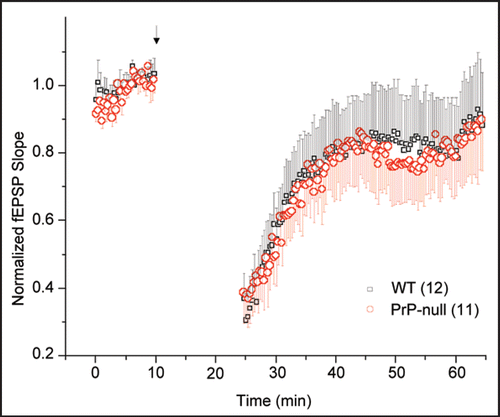Figure 1 LTD in the CA1 region of hippocampal slices from adult (P30–P45) WT and PrP-null mice. The conditioning pulse (arrow head) was delivered as paired-pulses (Δt = 60 ms) at 1 Hz for 15 min at the Schaffer collaterals. Analysis of field excitatory postsynaptic potential (fEPSP) slope revealed no statistically significant differences (Student's t-test, p > 0.05) in the extent of induced LTD or the time course of its recovery to baseline. Numbers in parentheses indicate number of slices.