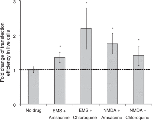 Figure 11. Effect of treatment with combinations of drugs on gene transfection after US exposure. Treatment with combinations of two drugs increased transfection efficiency mediated by US: EMS (0.6 mg/mL) and amsacrine (200 nM), EMS (0.6 mg/mL) and chloroquine (100 µM), NMDA (2 mM) and amsacrine (200 nM), NMDA (2 mM) and chloroquine (100 µM). Data represent the averages of n ≥ 3 replicates with standard deviation (*paired Student's t-test, p < 0.05).