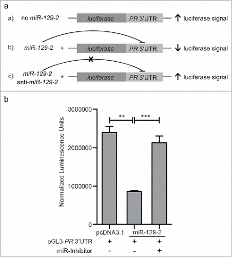 Figure 2. Validation of miR-129-2-based regulation of PR. (a) pCDNA3.1-miR-129-2 and pGL3- PR 3′UTR in different combinations with anti-miR-129-2 were co-transfected in 293FT cells and luciferase signal in each condition was measured, as shown in the figure. (b) Quantified luminescence units normalized to renilla expression was plotted for each of the sets mentioned above. Analysis is representative of three independent experiments and the P-value was calculated using student's t-test. ** indicates P-value <0.001; *** indicates P-value <0.0001.