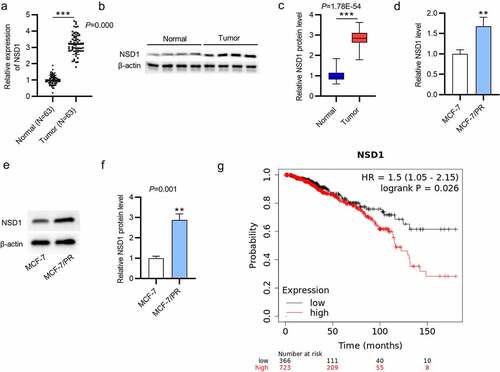 Figure 1. NSD1 is upregulated in BC tissues and cells. (a-c) RT-qPCR and Western blotting of NSD1 mRNA and protein levels in BC tissues. (d-f) RT-qPCR and Western blotting of NSD1 mRNA and protein levels in MCF-7 and MCF-7/PR cells. (g) Kaplan-Meier (https://kmplot.com) survival curves of the correlation between NSD1 expression and patient prognosis. **p < 0.01, ***p < 0.001.