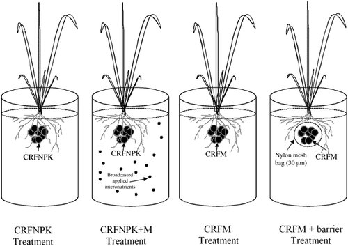 Figure 1  Schematic representation of the location of fertilization and the separation of the rice root systems using nylon mesh. CRFNPK, controlled-release fertilizer containing only NPK; CRFNPK + M, controlled-release fertilizer containing NPK and a broadcast application of micronutrients; CRFM, controlled-release fertilizer containing NPK and micronutrients without a barrier between the roots and the fertilizer; CRFM + barrier, controlled-release fertilizer containing NPK and micronutrients with a barrier between the roots and the fertilizer.