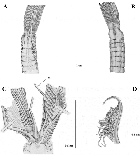 Figure 8. Sabella pavonina from Livorno A, anterior end, dorsal view; B, anterior end, ventral view; C, dorsal lips with dorsal radiolar appendages (ra): D, tip of the radiole.