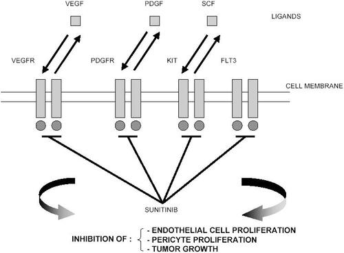 Figure 1 Mechanism of action of sunitinib.