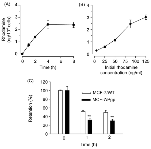 Figure 2.  Rhodamine uptake and retention in MCF-7/WT and MCF-7/Pgp cells. (A) Time course of rhodamine uptake into MCF-7/WT cells. Cells were exposed to 90 ng/ml rhodamine for the time period indicated. (B) Dose-dependent uptake of rhodamine into MCF-7/WT cells. Cells were exposed to indicating concentrations of rhodamine for 4 h. (C) Rhodamine retention in MCF-7/WT and MCF-7/Pgp cells. Cells pre-incubated with 90 ng/ml rhodamine for 4 h were washed three times with PBS and further incubated in medium free of rhodamine for the indicated times. Cellular extracts were obtained and subjected to spectrofluorimetric analysis as described in the text. Data are presented as means ± SD (n = 3) and analyzed by Student’s t-test. Statistical comparisons between MCF-7/WT and MCF-7/Pgp cells are presented: * p < 0.05, ** p < 0.005.