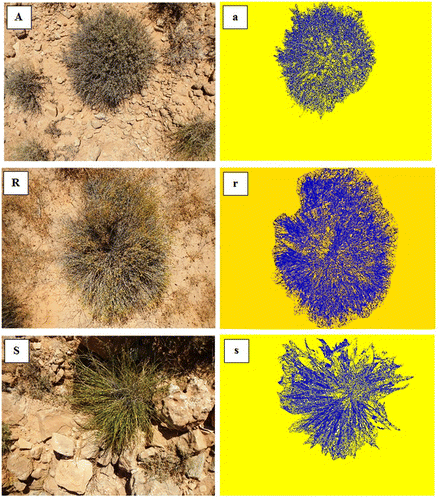 Figure 1. Original (A, R and S) and analysed (a, r and s) photos of tussocks of Artemisia herba-alba, Rhanterium suaveolens and Stipa tenacissima L., respectively, from El Bhayra site during spring 2014.