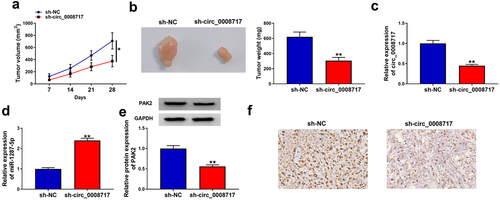 Figure 9. Circ_0008717 knockdown impedes tumor growth in vivo. (a,b) Tumor size and weight of xenograft were detected. (c–e) qRT-PCR or western blot was utilized to assay the levels of circ_0008717, miR-1287-5p and PAK2 in tumors from each group. (f) Representative images of PAK2 staining in the tumors. *P < 0.05 and ** P < 0.01.