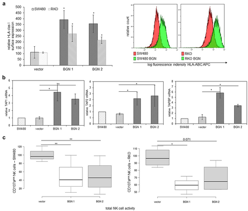 Figure 3. BGN-mediated induction of MHC class I APM component expression in K-RAS model systems and altered NK cell responses.