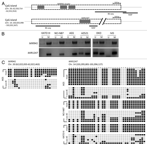 Figure 2. Methylation analysis of MIR941 and MIR1247 in gastric cancer cell lines. (A) Schematic representation of MIR941 and MIR1247 CpG island (dotted box). Both miRNAs are embedded into the CpG island (gray box). The regions analyzed using methylation specific PCR (MSP), bisulfite sequencing are indicated by black bars below the CpG island. (B) MSP analysis of MIR941 and MIR1247 in four gastric cancer cell lines. In vitro methylated DNA (IVD) and DKO cells were used as positive and negative controls, respectively. U and M indicates unmethylation and methylation signals, respectively. (C) Representative bisulfite sequencing analysis was performed for MIR941 and MIR1247 in gastric cancer cell lines (AGS, NCI-N78, and KATO III) as well as cells treated with 5-aza-dC. Each box represents a CpG dinucleotide. Black boxes represent methylated cytosines while white boxes represent unmethylated cytosines.