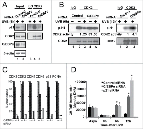 Figure 4. Failure to up-regulate nuclear p21 protein levels in UVB-exposed C/EBPα-deficient keratinocytes leads to functional consequences on cell cycle protein complexes, CDK2 activity and the G1/S checkpoint. (A) Immunoblot analysis of CDK2 co-IP from control and C/EBPα siRNA nuclear extracts 6 h following 5 mJ/cm2 UVB. (B) Phosphorylation of H1 by CDK2 immunoprecipitated from control and C/EBPα siRNA nuclear extracts 5 mJ/cm2 after UVB exposure. (C) Bar plot of peptide abundance for unique peptides for the proteins of interest across the 2 technical p21 IP replicates. Peptide abundances are expressed as a percent of the most abundant for a specific protein. **For PCNA, we could not confidently integrate a peptide signal in the siRNA replicates. A second peptide for each protein shows similar results (Fig. S3). (D)3H-thymidine incorporation in synchronized control and C/EBPα siRNA treated keratinocytes after 5 mJ/cm2 UVB exposure. Data represents the mean ± S.D., * = P value < 0.01 as calculated using Student's T test (N = 3) and are representative of 3 independent experiments.