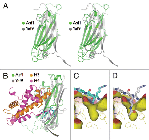 Figure 1 Interaction of the Yaf9 YEATS domain hydrophobic groove with its potential target. (A) Structural comparison of the Yaf9 YEATS domain and Asf1 core. Stereo superposition of the Yaf9 YEATS domain on Asf1. The ribbon diagram is colored gray for Yaf9 and green for Asf1. (B) Docking of the Asf1/histone H3–H4 complex onto Yaf9. Note that the N-terminal tail/hydrophobic groove interaction formed between symmetry-related Yaf9 protomers (cyan sticks) spatially and directionally overlaps with the interaction seen between the C-terminal tail of histone H4 (magenta ribbon) and Asf1. In both instances, the peptide from the binding partner docks into an inter-sheet groove and pairs by the last (“h”) strand of the Ig fold. (C) Close up of the Yaf9 YEATS domain hydrophobic groove (surface) and its interaction with the N-terminal segment of adjoining protomer (cyan sticks). An isoleucine in the peptide sits over a deep hole in the floor of the groove. (D) The hole in the hydrophobic groove (surface) of the Yaf9 YEATS domain is sufficiently wide and deep to accommodate a modeled acetyl-lysine residue (white sticks). The modified lysine was modeled using the preferred rotamer library available in PYMOL.Citation41
