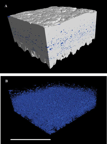 Figure 6. (A) Three-dimensional reconstruction of an equatorial region of eggshell between the outer surface and the mammillary layer, showing the high-density material of the palisade matrix (calcite) as white and the intrinsic porosity (vesicles) in blue (colour version available online at http://dx.doi.org/10.1080/00071668.2014.924093). (B) The same reconstructed image with the dense material removed to reveal the negative space of the vesicles. Scale bar = 400 µm, resolution = 1.5 µm.