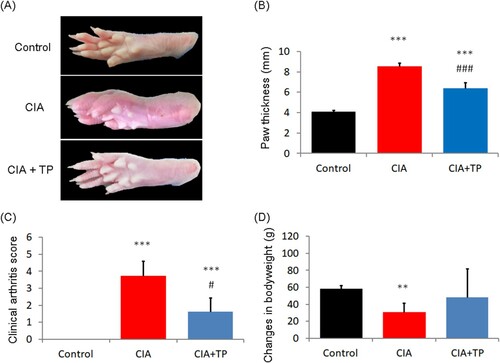 Figure 2. Effect of triptolide on the severity of arthritis in CIA rats. (a) Representative photos of the control rats and the CIA rats treated with sterilized saline and triptolide; (b) paw thickness; (c) clinical arthritis score; and (d) changes in body weight of the rats at the end of drug administration. CIA: collagen-induced arthritis rats treated with sterilized saline. CIA + TP: collagen-induced arthritis rats treated with triptolide. Data are expressed as mean ± S.D. (n = 6). **P < 0.01 and ***P < 0.001 compared with the control group. #P < 0.05 and ###P < 0.001 compared with the CIA group.