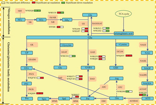 Figure 5. Schematic presentation of nitrogen assimilation and glutamine/glutamine family of amino acids metabolism of mulberry leaves under NaCl and NaHCO3 stress.
