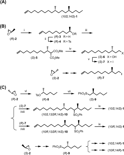 Fig. 1. Chemical structure of (10S,14S)-isomer of 10,14-dimethyloctadec-1-ene (1) (A) and synthetic routes to four stereoisomers using stereospecific inversion of secondary tosylates [(B) and (C)].Note: Reagents, conditions, and yields: (i) CH2=CH(CH2)6MgBr, Li2CuCl4, THF, 86%; (ii) TsCl, Et3N, Me3N·HCl, CH2Cl2, 90%; (iii) NaCH(CO2Me)2, DME, 93%; (iv) (1) LiCl, H2O, DMSO, 180 °C, 83%; (2) LiAlH4, THF, 95%; (v) I2, PPh3, imidazole, THF, 95%, (vi) (1) n-C3H7MgBr, Li2CuCl4, THF; (2) TsCl, Et3N, Me3N·HCl, CH2Cl2, 81% after 2 steps; (vii) LiCH2SO2Ph, THF, 93%; (viii) BuLi, THF, HMPA, 96%; (ix) Mg, MeOH, 90%.