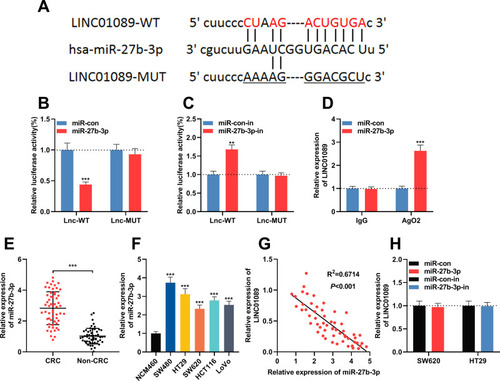 Figure 3 LINC01089 adsorbed miR-27b-3p in CRC. (A) LINC01089 wild type luciferase reporter vector (LINC01089-WT) and LINC01089 mutant luciferase reporter vector (LINC01089-MUT) were designed and constructed. (B) LINC01089-WT or LINC01089-MUT vector and miR-con/miR-27b-3p mimics were co-transfected into 293T cells. The luciferase activity of was then determined. (C) LINC01089-WT or LINC01089-MUT vector and miR-con/miR-27b-3p inhibitor were co-transfected into 293T cells. The luciferase activity of was then determined. (D) RIP experiments was used to validate the direct interaction between LINC01089 and miR-27b-3p. (E) The expression levels of miR-27b-3p in 57 pairs of CRC tissues and adjacent normal tissues were investigated by qRT-PCR. (F) The expression levels of miR-27b-3p in CRC cell lines (SW480, HT29, SW620, HCT116 and LoVo cells) and normal human colonic epithelial cells (NCM460 cells) were investigated by qRT-PCR. (G) Pearson’s correlation analysis demonstrated that the expression levels of LINC01089 and miR-27b-3p in CRC tissues were negatively correlated. (H) The expression levels of LINC01089 in CRC cells after overexpression or down-regulation of miR-27b-3p were investigated by qRT-PCR. **Symbolizes P < 0.01, and ***Symbolizes P < 0.001.Abbreviations: CRC, colorectal cancer; RIP, RNA immunoprecipitation; qRT-PCR, quantitative reverse transcription-PCR; WT, wild type; MUT, mutant; miR-con, miRNA mimics control; miR-con-in, miRNA inhibitors control; miR-27b-3p-in, miR-27b-3p inhibitors.