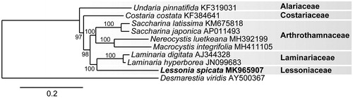 Figure 1. Maximum likelihood phylogram of Lessonia spicata (MK965907) and related Laminarialean mitogenomes. Numbers along branches are RaxML bootstrap supports based on 1000 replicates. The legend below represents the scale for nucleotide substitutions.