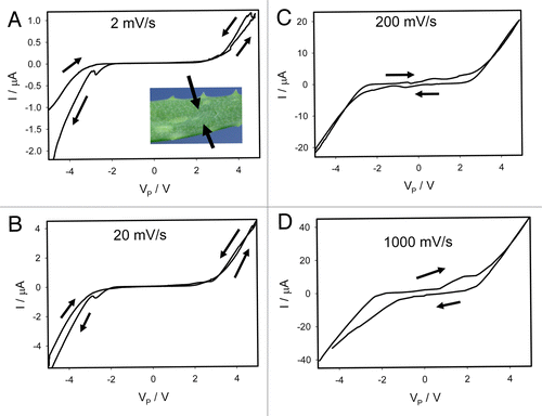 Figure 6. Cyclic voltammetry in a leaf of Aloe vera with a scanning rate of periodic triangle wave of 2 mV/s (A), 20 mV/s (B), 200 mV/s (C), and 1000 mV/s (D). Position of Pt electrodes in the Aloe vera is shown. These results were reproduced 14 times.