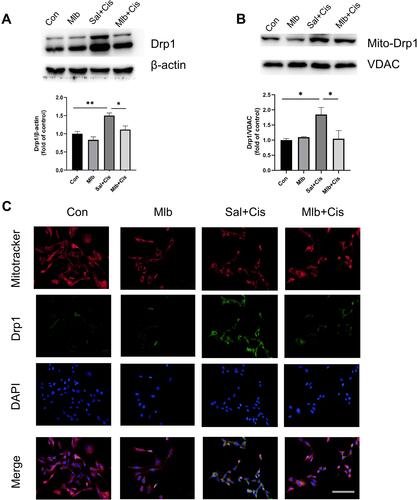 Figure 6 Mlb reduced cisplatin-induced drp1 expression and translocation in vitro. (A and B) Cisplatin-induced overexpression of the Drp1 protein and Mlb incubation reversed this change. (C) Co-localization of the Drp1 and Mitotracker. More Drp1 was located on fragmented mitochondria, while the Mlb reduced Drp1 migration onto mitochondria (scale bar = 100 µm). The data was presented as the mean ± SEM, *P <0.05, **P <0.01, n=3.