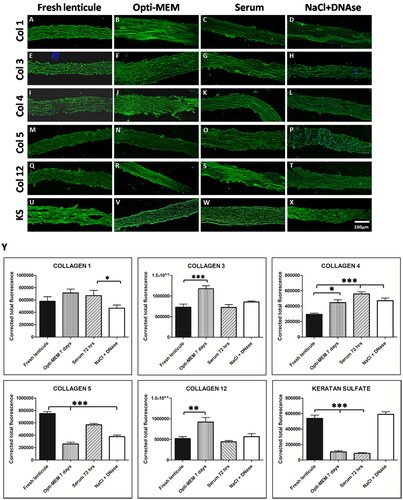 Figure 4. Immunostaining for ECM and GAG proteins.