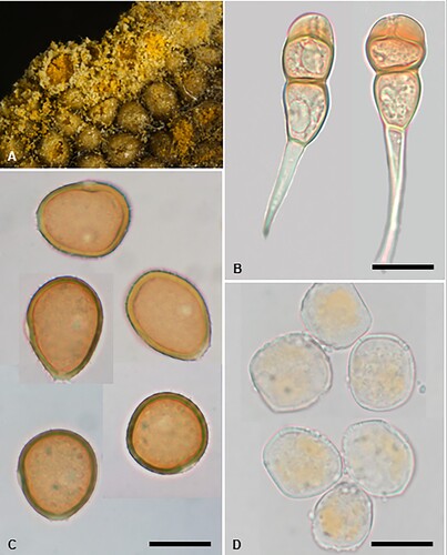 Figure 10. Puccinia ferocis-forsteri on Carex forsteri and Urtica ferox: A, Aecia. B, Teliospores. C, Urediniospores. D, Aeciospores. Scale bars = 20 μm.