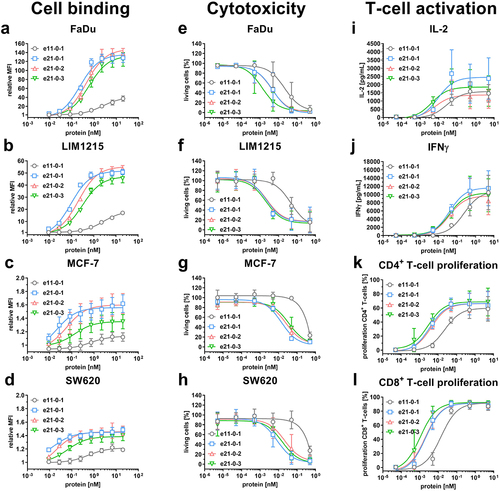 Figure 6. Cell binding to cancer cell lines, cytotoxicity and T-cell activation of Fc-less 1 + 1 and 2 + 1 Fab-eFab variants. (a – d) Binding to (a) FaDu, (b) LIM1215, (c) MCF-7 and (d) SW620 analyzed by flow cytometry using a FITC-conjugated antibody specific for human Fab (Mean ± S.D; n = 3; MFI: median fluorescence intensity). (e – h) Cytotoxic potential of PBMCs co-cultured with the cancer cell lines (e) FaDu, (f) LIM1215, (g) MCF-7 and (h) SW620 in an effector-to-target ratio of 5:1 (Mean ± S.D.; n = 3 - three individual donors). (i + j) Release of (i) IL-2 after 24 h and (j) IFNγ after 48 h by PBMCs co-cultured with FaDu using an effector-to-target ratio of 5:1 analyzed by sandwich ELISA (Mean ± S.D.; n = 3 - three individual donors). (k + l) Proliferation of (k) CD4+ and (l) CD8+ T-cells determined by CFSE dilution in flow cytometry from co-culture assays with FaDu using an effector-to-target ratio of 5:1 (Mean ± S.D.; n = 3 - three individual donors).