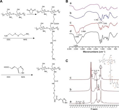 Figure 2 Synthesis and characterization of NSC–SS–UA.Notes: (A) Synthesis of NSC–SS–UA. (B) FT-IR spectra of CS (a); NSC (b); NSC–SS (c); and NSC–SS–UA (d). (C) 1HNMR spectra of NSC (a); NSC–SS (b); and NSC–SS–UA (c). *Represents a monomer five-membered ring at the end of the long chain.Abbreviations: CS, chitosan; EDC, 1-(3-Dimethylaminopropyl)-3-ethylcarbodiimide; FT-IR, Fourier transform infrared spectroscopy; NHS, N-hydroxysuccinimide; NSC, N-succinyl chitosan; NSC–SS, N-succinyl chitosan–cystamine; NSC–SS–UA, N-succinyl chitosan–cystamine–urocanic acid; ppm, parts per million.