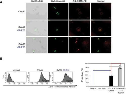 Figure 3 Antigen uptake of OVA-Alexa488 by BMDCs is enhanced by MNPs@SiO2(RITC). BMDCs were incubated for various times with either OVA-Alexa488 or OVA-Alexa488-MNPs@SiO2(RITC) and stained with PE-conjugated anti-CD11C. BMDCs incubated at 37 °C with OVA-Alexa488 or OVA-Alexa488-MNPs@SiO2(RITC). Intracellular antigen uptake of OVA-Alexa488 was investigated by (A) confocal microscopy (B) Flow cytometry. Data are presented as the percentage (%) of Alexa488 fluorescence of CD11C-positive cells. The results are representative of three experiments. ***p<0.001 vs untreated BMDCs. ###p<0.001 vs OVA-pulsed BMDCs.